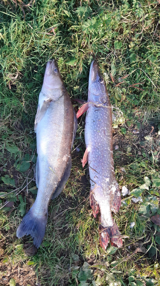 Осень – отличное время для того, чтобы провести выходные на берегу с удочкой или спиннингом. Тем более, что с первыми холодами у хищной рыбы начался жор. Особенно радует щука в Клязьме. Владимирским рыбакам есть чем похвастаться!