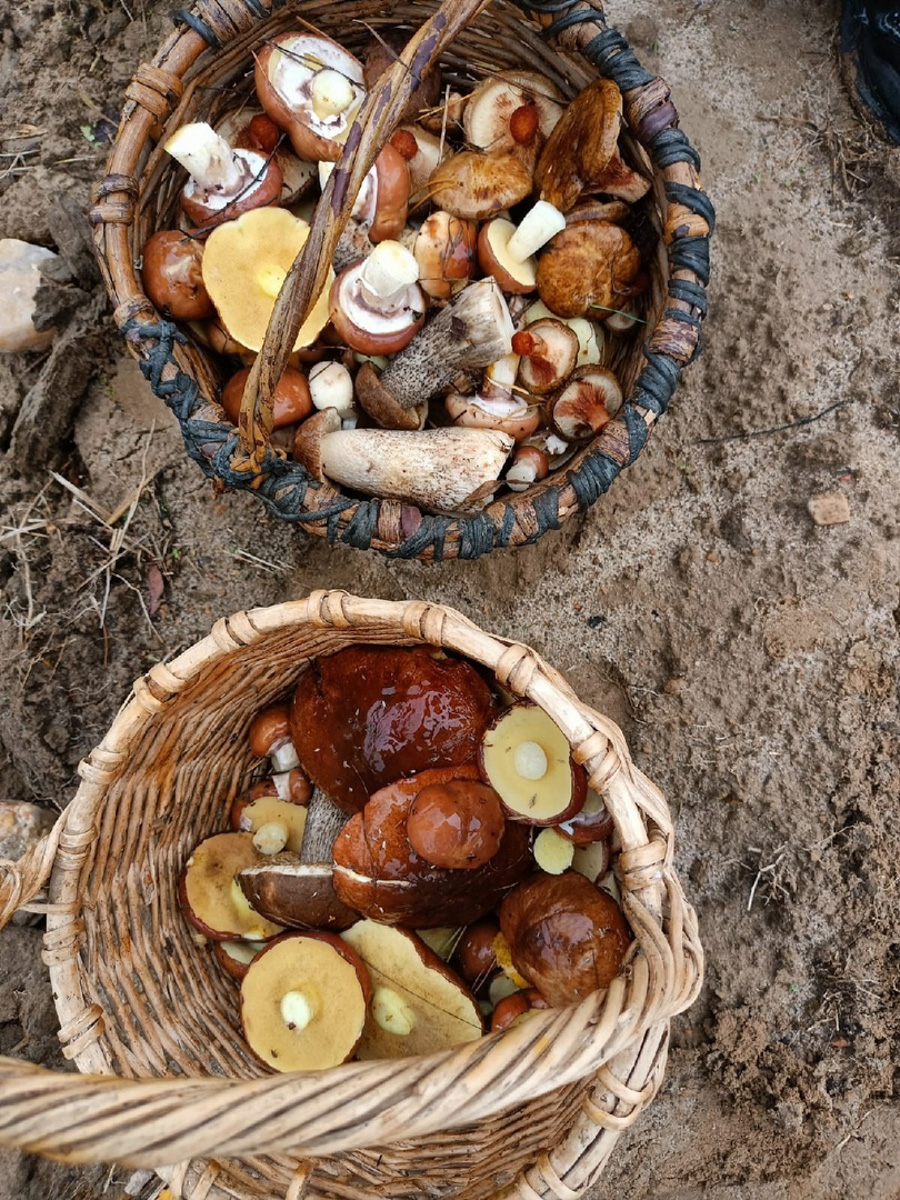 В сентябре — октябре леса обычно полны подосиновиков, лисичек, опят и рыжиков, можно найти белые грибы, подберёзовики, маслята, сыроежки, грузди… Или в этом году урожай не радует? Поинтересовались, как обстоят дела под владимирскими осинами и берёзами этой осенью.