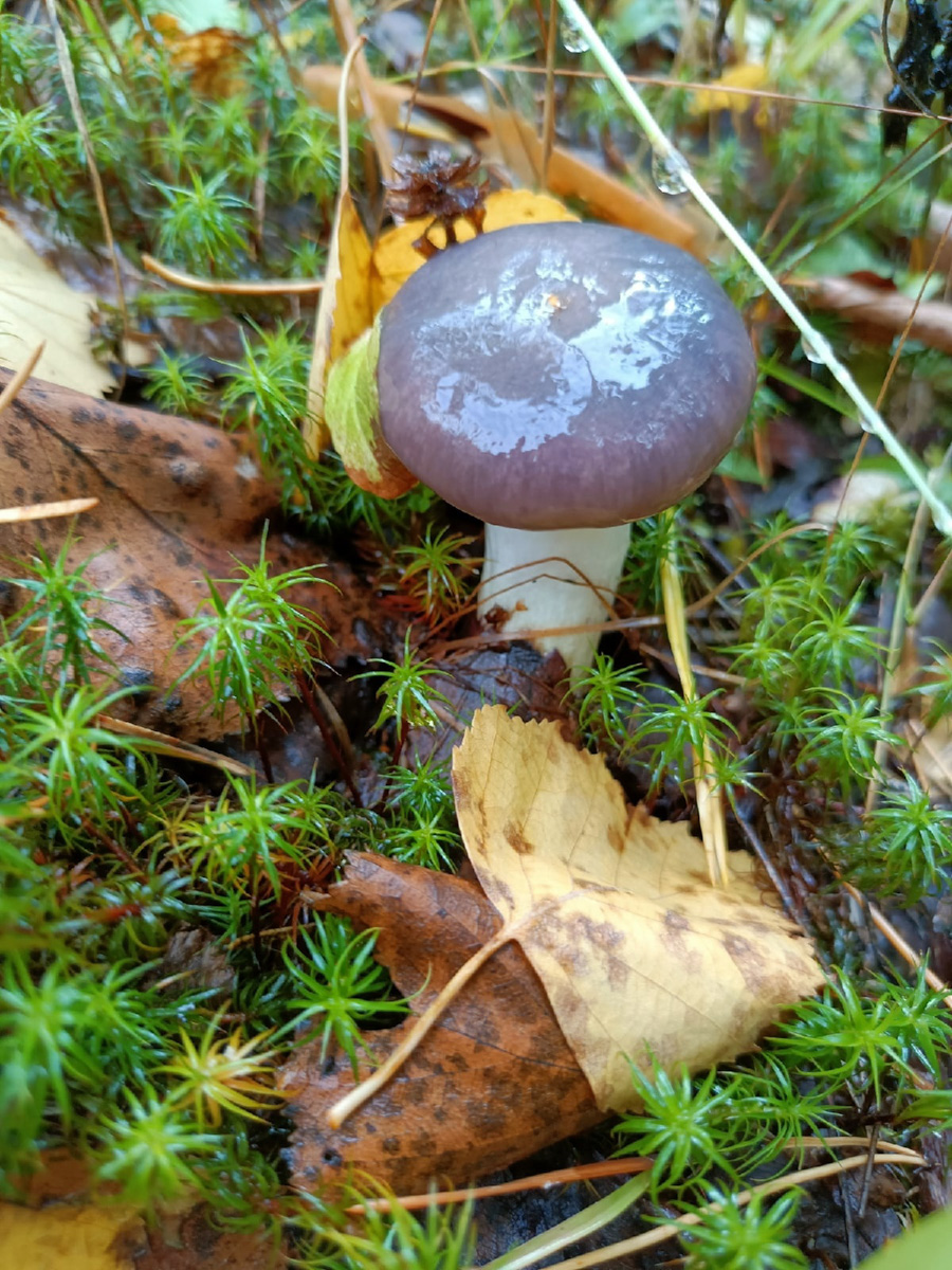 В сентябре — октябре леса обычно полны подосиновиков, лисичек, опят и рыжиков, можно найти белые грибы, подберёзовики, маслята, сыроежки, грузди… Или в этом году урожай не радует? Поинтересовались, как обстоят дела под владимирскими осинами и берёзами этой осенью.
