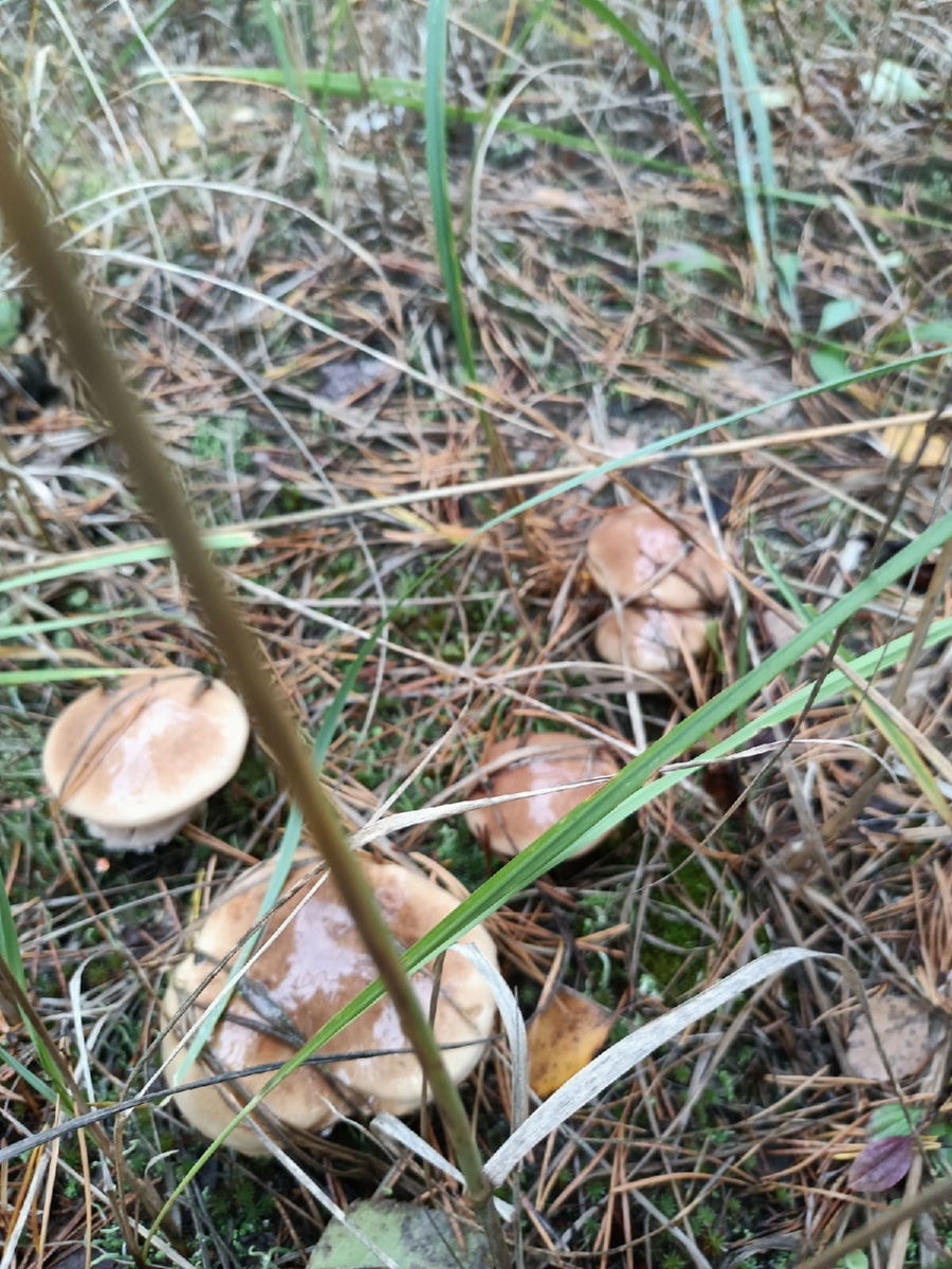 В сентябре — октябре леса обычно полны подосиновиков, лисичек, опят и рыжиков, можно найти белые грибы, подберёзовики, маслята, сыроежки, грузди… Или в этом году урожай не радует? Поинтересовались, как обстоят дела под владимирскими осинами и берёзами этой осенью.