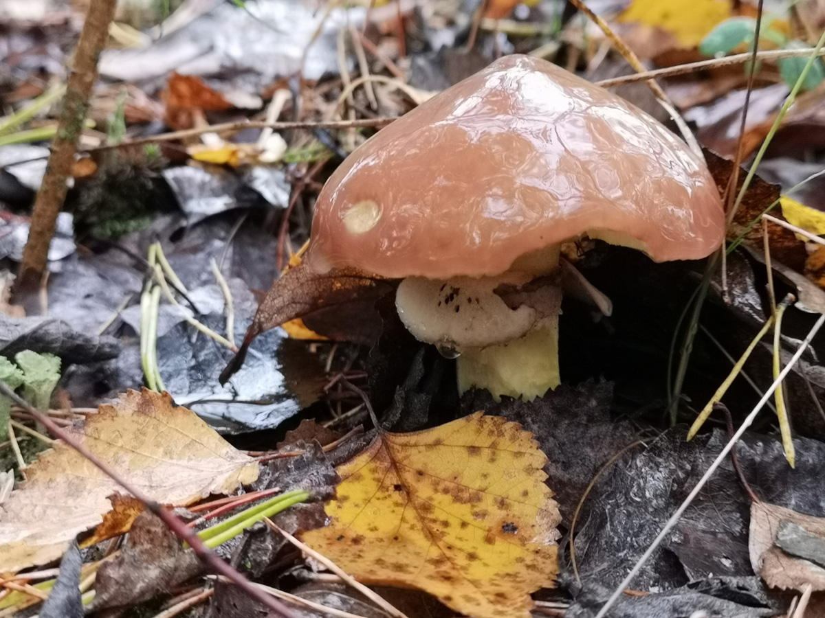 В сентябре — октябре леса обычно полны подосиновиков, лисичек, опят и рыжиков, можно найти белые грибы, подберёзовики, маслята, сыроежки, грузди… Или в этом году урожай не радует? Поинтересовались, как обстоят дела под владимирскими осинами и берёзами этой осенью.
