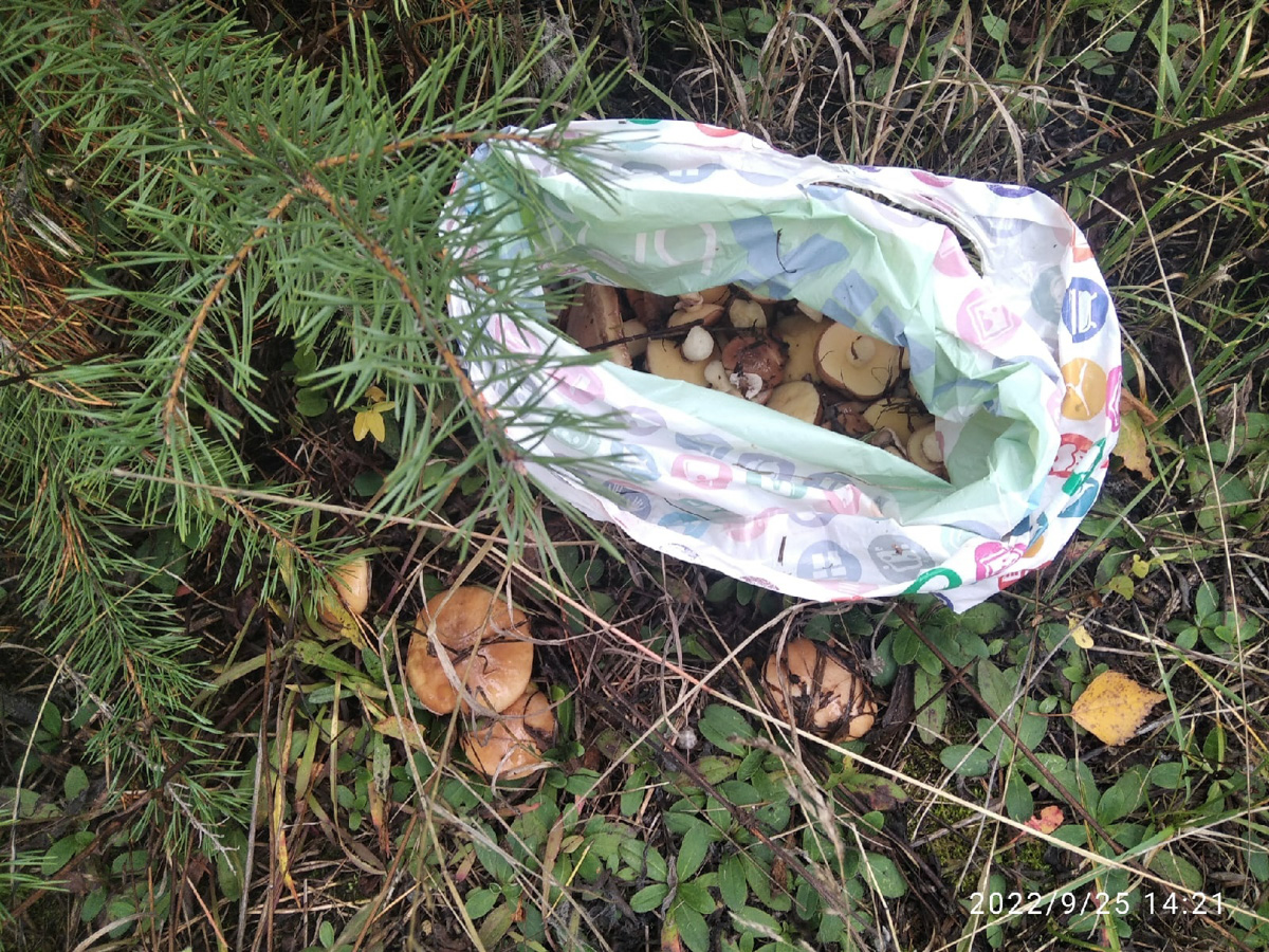 В сентябре — октябре леса обычно полны подосиновиков, лисичек, опят и рыжиков, можно найти белые грибы, подберёзовики, маслята, сыроежки, грузди… Или в этом году урожай не радует? Поинтересовались, как обстоят дела под владимирскими осинами и берёзами этой осенью.