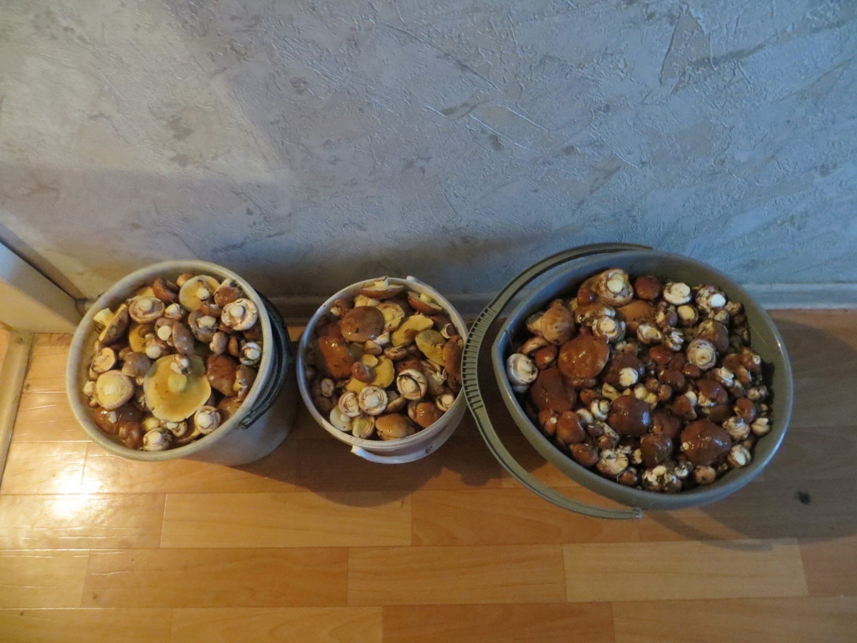 В сентябре — октябре леса обычно полны подосиновиков, лисичек, опят и рыжиков, можно найти белые грибы, подберёзовики, маслята, сыроежки, грузди… Или в этом году урожай не радует? Поинтересовались, как обстоят дела под владимирскими осинами и берёзами этой осенью.