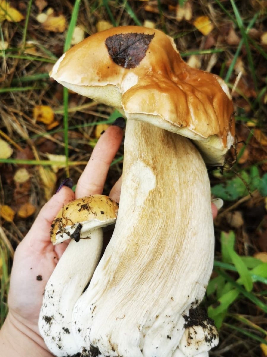 В сентябре — октябре леса обычно полны подосиновиков, лисичек, опят и рыжиков, можно найти белые грибы, подберёзовики, маслята, сыроежки, грузди… Или в этом году урожай не радует? Поинтересовались, как обстоят дела под владимирскими осинами и берёзами этой осенью.