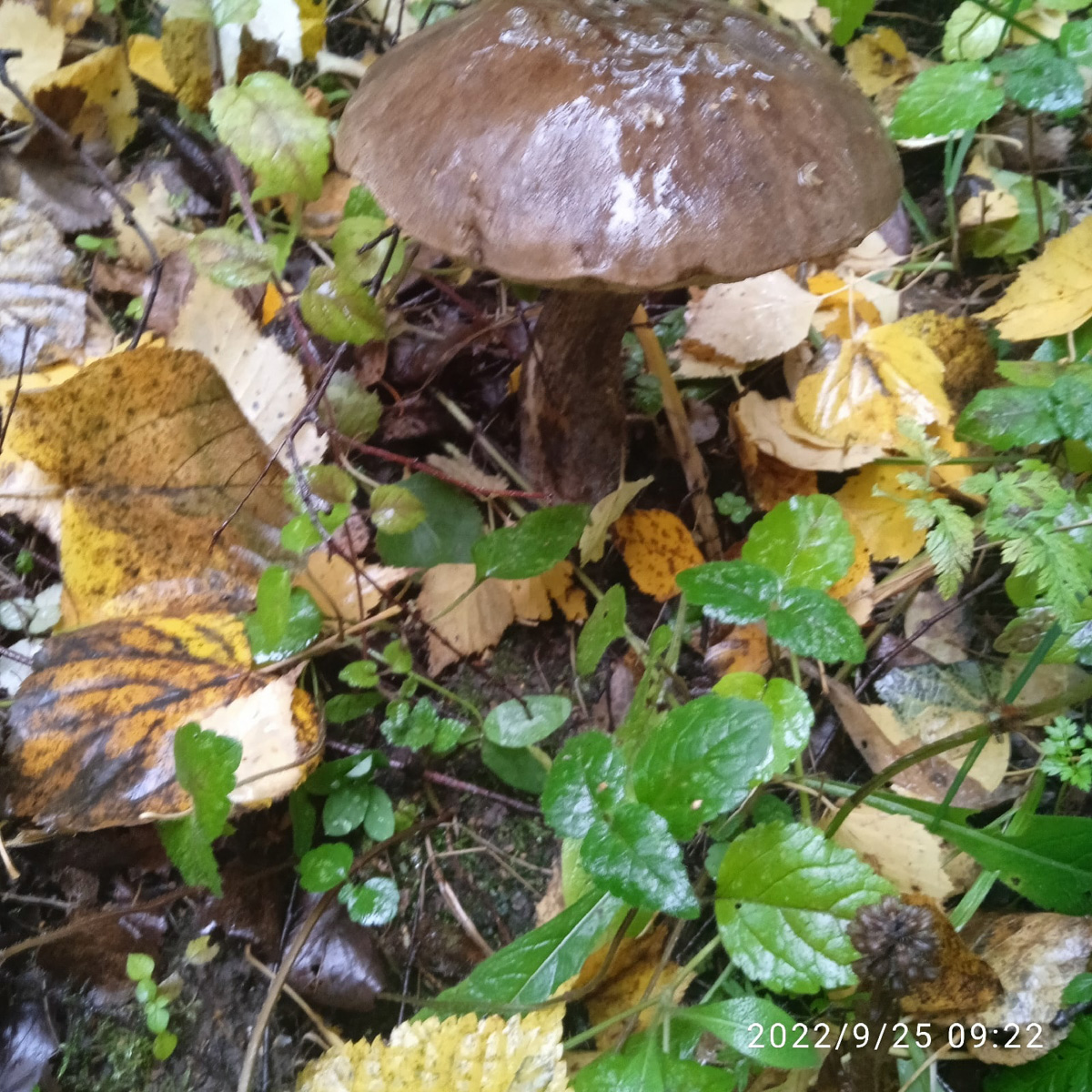 В сентябре — октябре леса обычно полны подосиновиков, лисичек, опят и рыжиков, можно найти белые грибы, подберёзовики, маслята, сыроежки, грузди… Или в этом году урожай не радует? Поинтересовались, как обстоят дела под владимирскими осинами и берёзами этой осенью.