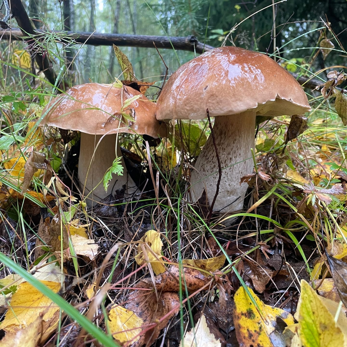 В сентябре — октябре леса обычно полны подосиновиков, лисичек, опят и рыжиков, можно найти белые грибы, подберёзовики, маслята, сыроежки, грузди… Или в этом году урожай не радует? Поинтересовались, как обстоят дела под владимирскими осинами и берёзами этой осенью.