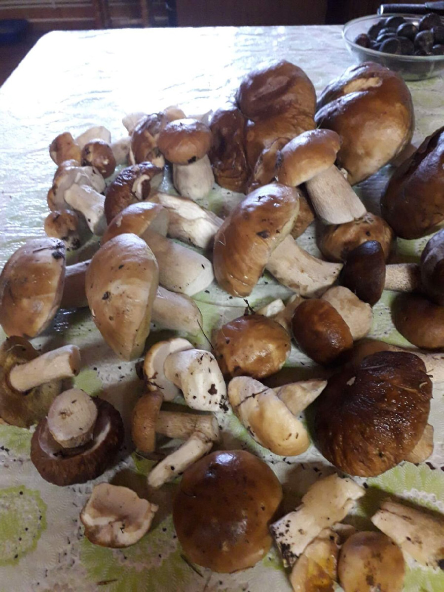 В сентябре — октябре леса обычно полны подосиновиков, лисичек, опят и рыжиков, можно найти белые грибы, подберёзовики, маслята, сыроежки, грузди… Или в этом году урожай не радует? Поинтересовались, как обстоят дела под владимирскими осинами и берёзами этой осенью.