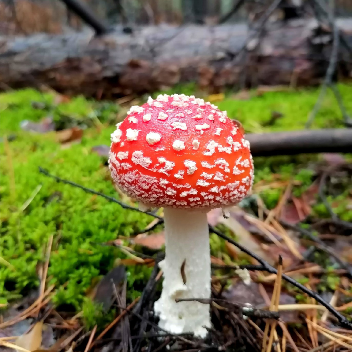 В сентябре — октябре леса обычно полны подосиновиков, лисичек, опят и рыжиков, можно найти белые грибы, подберёзовики, маслята, сыроежки, грузди… Или в этом году урожай не радует? Поинтересовались, как обстоят дела под владимирскими осинами и берёзами этой осенью.