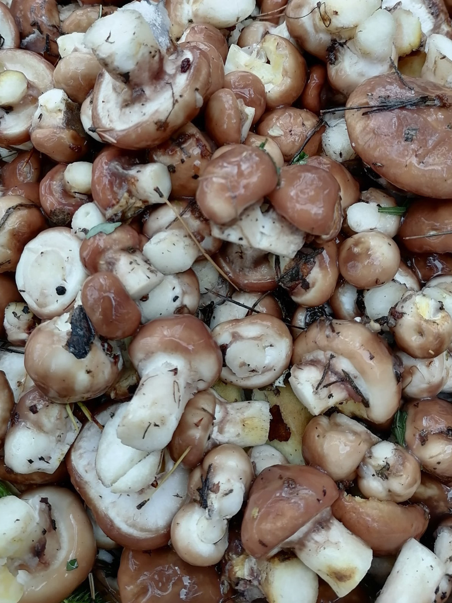 В сентябре — октябре леса обычно полны подосиновиков, лисичек, опят и рыжиков, можно найти белые грибы, подберёзовики, маслята, сыроежки, грузди… Или в этом году урожай не радует? Поинтересовались, как обстоят дела под владимирскими осинами и берёзами этой осенью.