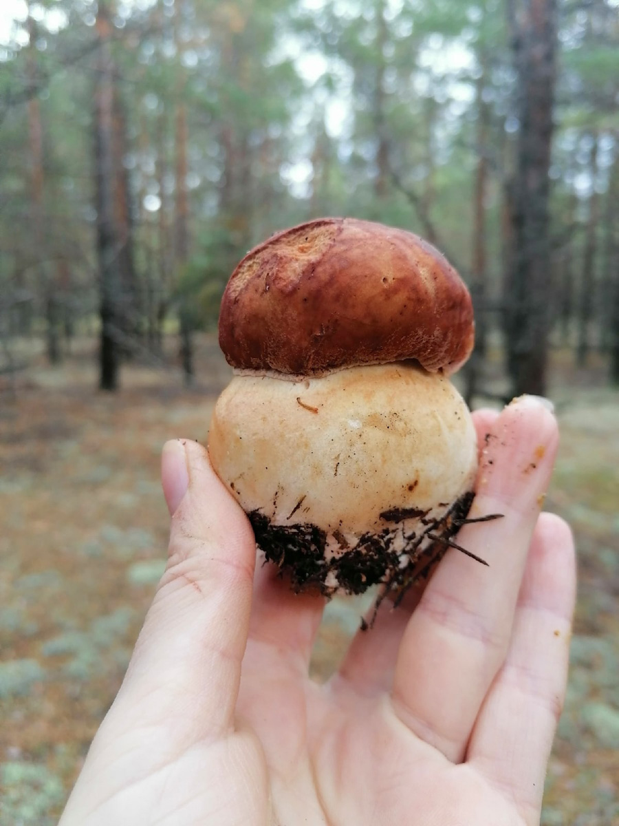 В сентябре — октябре леса обычно полны подосиновиков, лисичек, опят и рыжиков, можно найти белые грибы, подберёзовики, маслята, сыроежки, грузди… Или в этом году урожай не радует? Поинтересовались, как обстоят дела под владимирскими осинами и берёзами этой осенью.