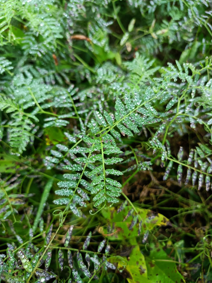 В сентябре — октябре леса обычно полны подосиновиков, лисичек, опят и рыжиков, можно найти белые грибы, подберёзовики, маслята, сыроежки, грузди… Или в этом году урожай не радует? Поинтересовались, как обстоят дела под владимирскими осинами и берёзами этой осенью.