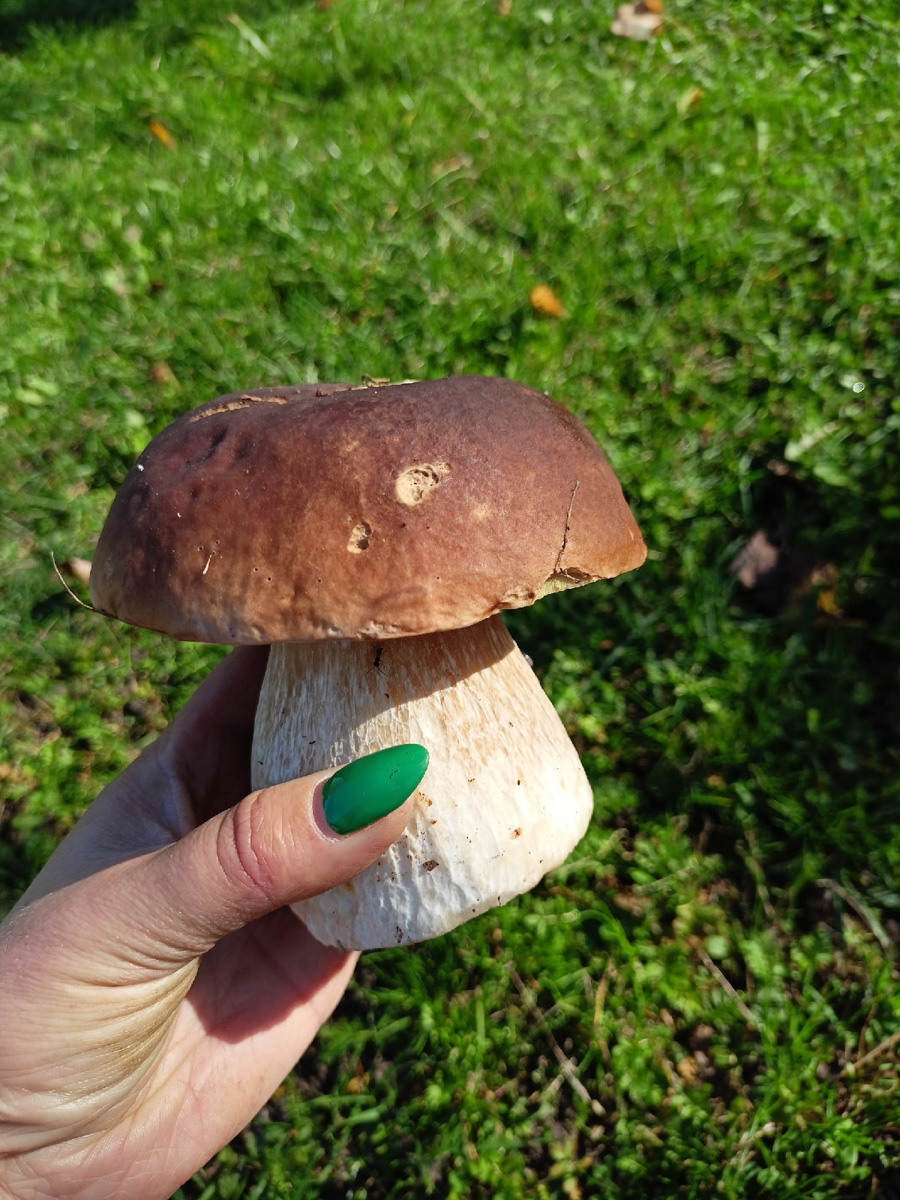 Жители Владимирской области делятся фотографиями грибов невероятных размеров. «Чудо-полянки», где они спрятаны, раскиданы по всему региону. И ходить далеко не надо. Одной находки хватит на ужин целой семье. Биологи уверены, огромные грибы в этом году – явление вполне объяснимое.