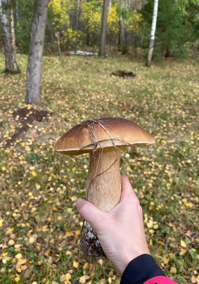 Жители Владимирской области делятся фотографиями грибов невероятных размеров. «Чудо-полянки», где они спрятаны, раскиданы по всему региону. И ходить далеко не надо. Одной находки хватит на ужин целой семье. Биологи уверены, огромные грибы в этом году – явление вполне объяснимое.