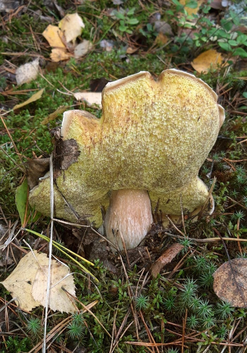 Жители Владимирской области делятся фотографиями грибов невероятных размеров. «Чудо-полянки», где они спрятаны, раскиданы по всему региону. И ходить далеко не надо. Одной находки хватит на ужин целой семье. Биологи уверены, огромные грибы в этом году – явление вполне объяснимое.