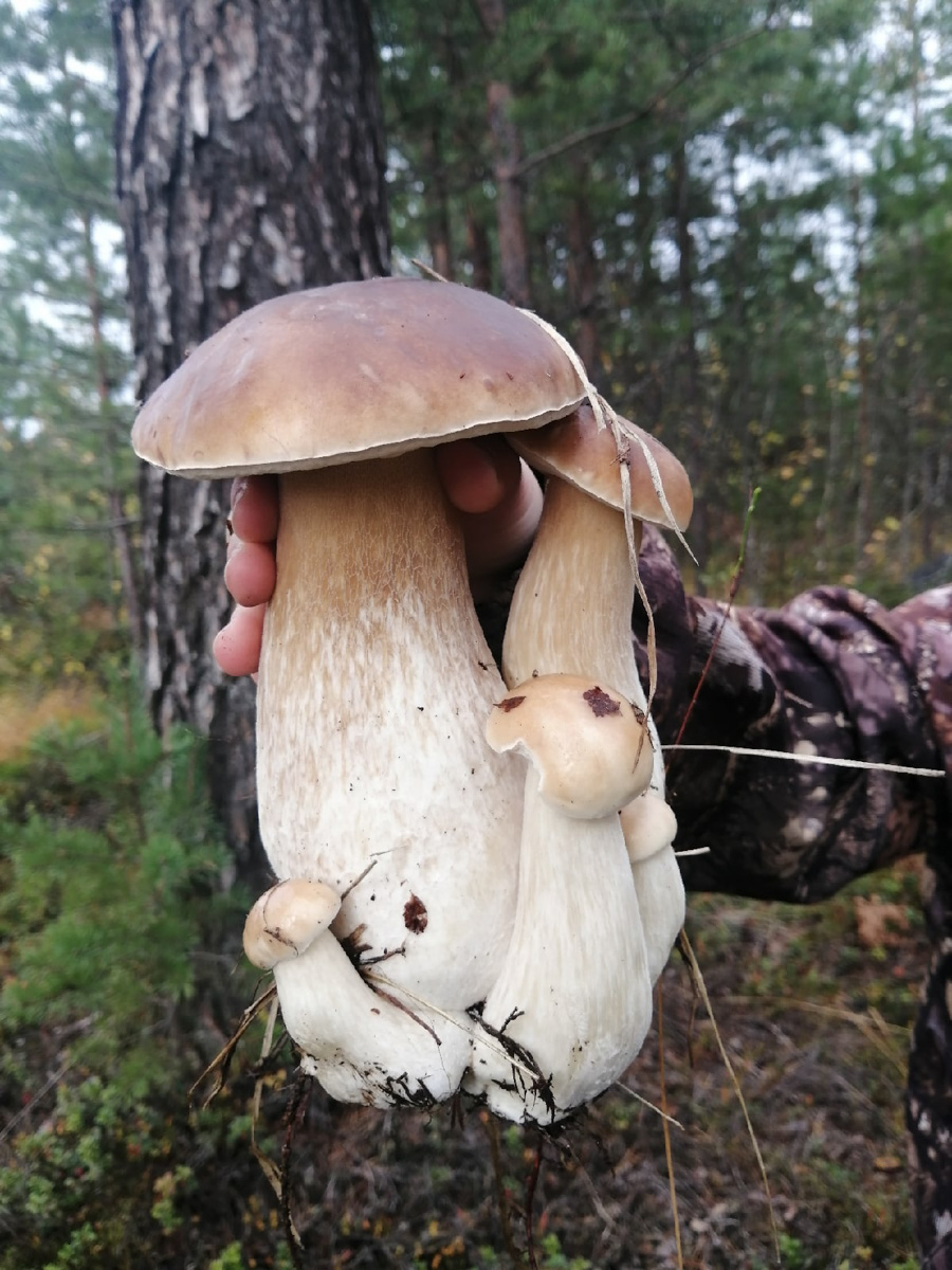 Жители Владимирской области делятся фотографиями грибов невероятных размеров. «Чудо-полянки», где они спрятаны, раскиданы по всему региону. И ходить далеко не надо. Одной находки хватит на ужин целой семье. Биологи уверены, огромные грибы в этом году – явление вполне объяснимое.
