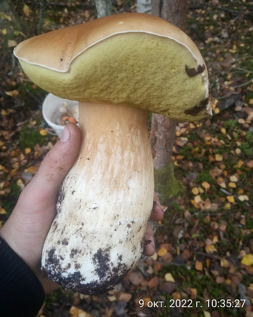 Жители Владимирской области делятся фотографиями грибов невероятных размеров. «Чудо-полянки», где они спрятаны, раскиданы по всему региону. И ходить далеко не надо. Одной находки хватит на ужин целой семье. Биологи уверены, огромные грибы в этом году – явление вполне объяснимое.