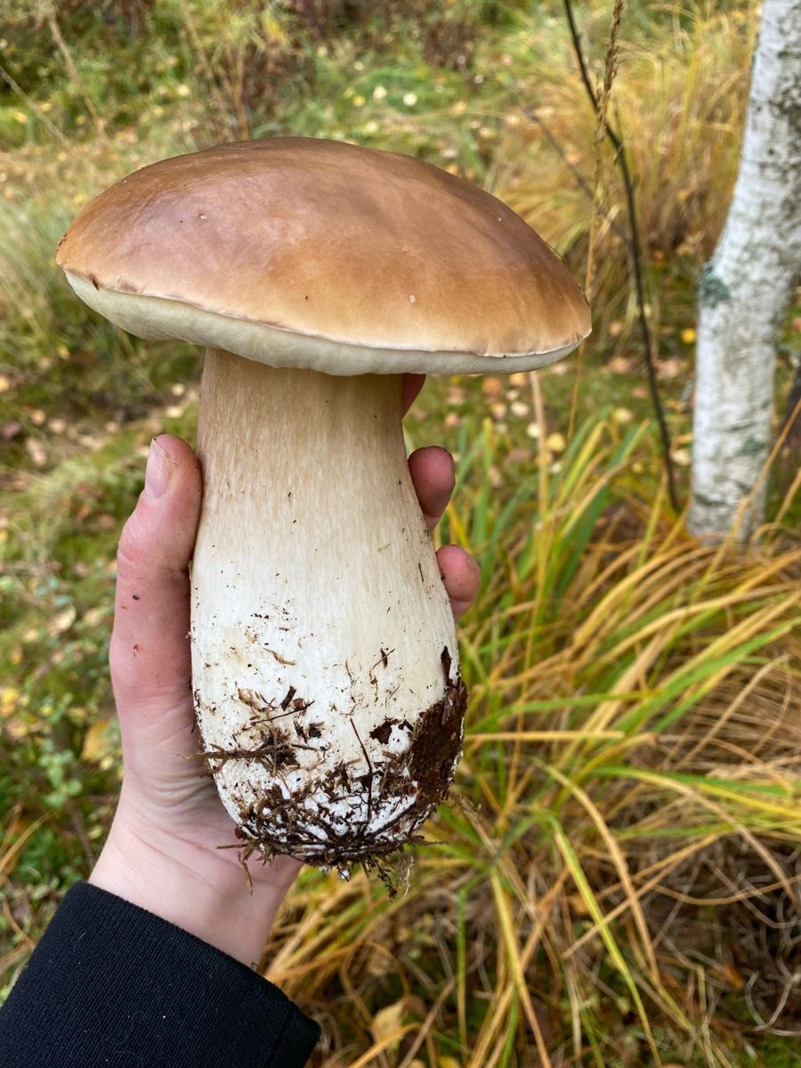 Жители Владимирской области делятся фотографиями грибов невероятных размеров. «Чудо-полянки», где они спрятаны, раскиданы по всему региону. И ходить далеко не надо. Одной находки хватит на ужин целой семье. Биологи уверены, огромные грибы в этом году – явление вполне объяснимое.