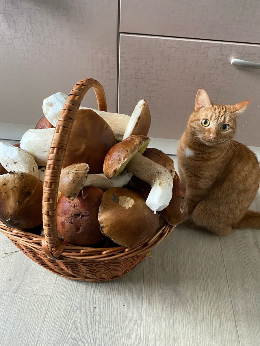 Жители Владимирской области делятся фотографиями грибов невероятных размеров. «Чудо-полянки», где они спрятаны, раскиданы по всему региону. И ходить далеко не надо. Одной находки хватит на ужин целой семье. Биологи уверены, огромные грибы в этом году – явление вполне объяснимое.