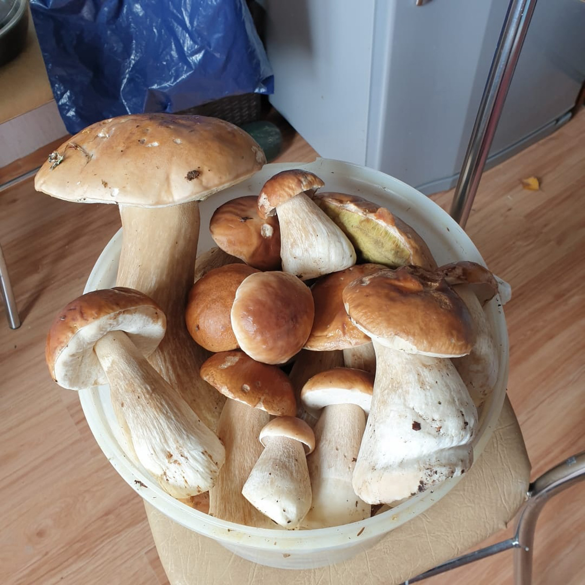 Жители Владимирской области делятся фотографиями грибов невероятных размеров. «Чудо-полянки», где они спрятаны, раскиданы по всему региону. И ходить далеко не надо. Одной находки хватит на ужин целой семье. Биологи уверены, огромные грибы в этом году – явление вполне объяснимое.