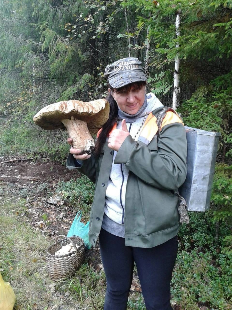 Жители Владимирской области делятся фотографиями грибов невероятных размеров. «Чудо-полянки», где они спрятаны, раскиданы по всему региону. И ходить далеко не надо. Одной находки хватит на ужин целой семье. Биологи уверены, огромные грибы в этом году – явление вполне объяснимое.