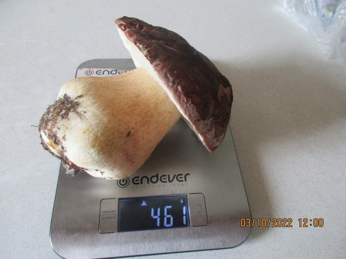 Жители Владимирской области делятся фотографиями грибов невероятных размеров. «Чудо-полянки», где они спрятаны, раскиданы по всему региону. И ходить далеко не надо. Одной находки хватит на ужин целой семье. Биологи уверены, огромные грибы в этом году – явление вполне объяснимое.