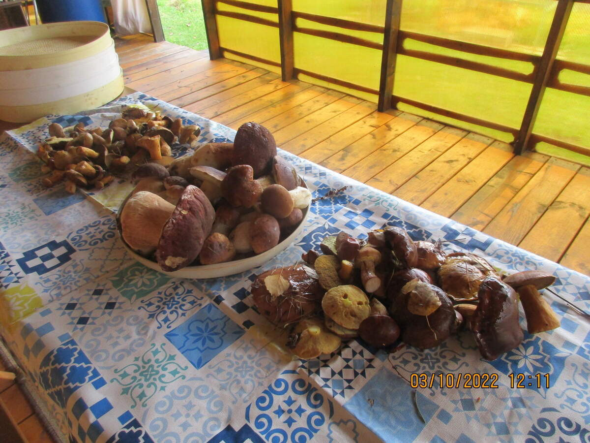 Жители Владимирской области делятся фотографиями грибов невероятных размеров. «Чудо-полянки», где они спрятаны, раскиданы по всему региону. И ходить далеко не надо. Одной находки хватит на ужин целой семье. Биологи уверены, огромные грибы в этом году – явление вполне объяснимое.