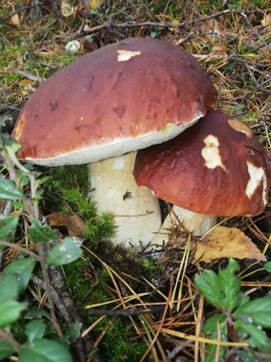 Жители Владимирской области делятся фотографиями грибов невероятных размеров. «Чудо-полянки», где они спрятаны, раскиданы по всему региону. И ходить далеко не надо. Одной находки хватит на ужин целой семье. Биологи уверены, огромные грибы в этом году – явление вполне объяснимое.