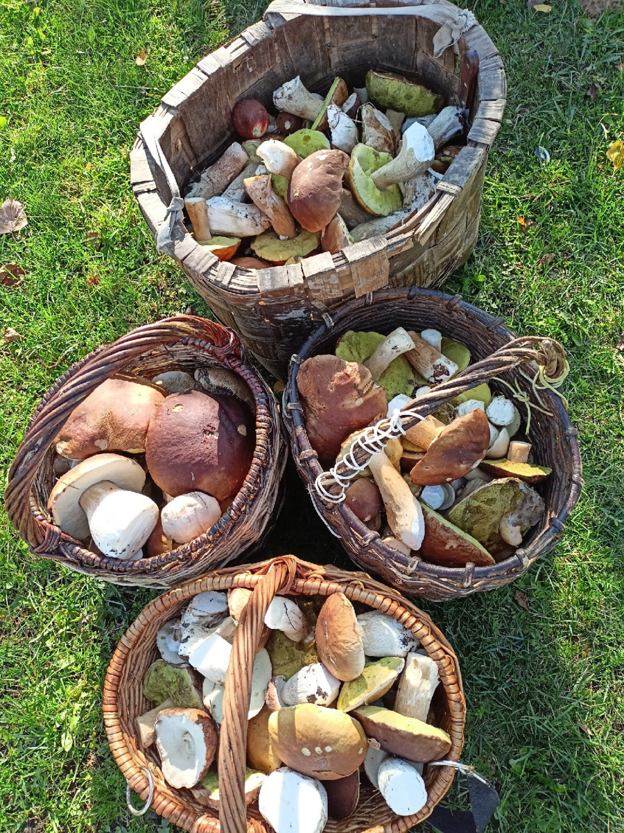 Жители Владимирской области делятся фотографиями грибов невероятных размеров. «Чудо-полянки», где они спрятаны, раскиданы по всему региону. И ходить далеко не надо. Одной находки хватит на ужин целой семье. Биологи уверены, огромные грибы в этом году – явление вполне объяснимое.