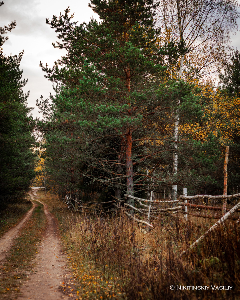 Обратили внимание на то, что в социальных сетях этой осенью грибы на одной из первых позиций? Кто-то просто делится фотографиями переполненных корзин, другие же радуются гигантским находкам, а третьи снимают обычные белые и мухоморы, но так красиво!