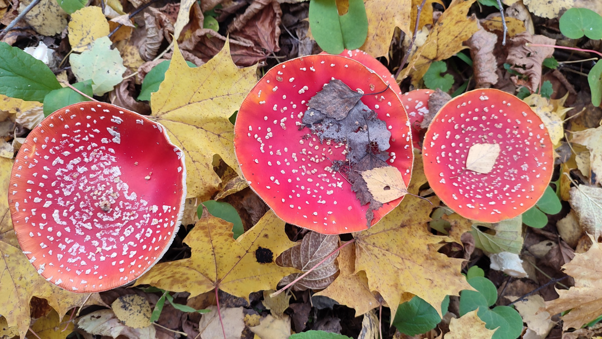 Обратили внимание на то, что в социальных сетях этой осенью грибы на одной из первых позиций? Кто-то просто делится фотографиями переполненных корзин, другие же радуются гигантским находкам, а третьи снимают обычные белые и мухоморы, но так красиво!