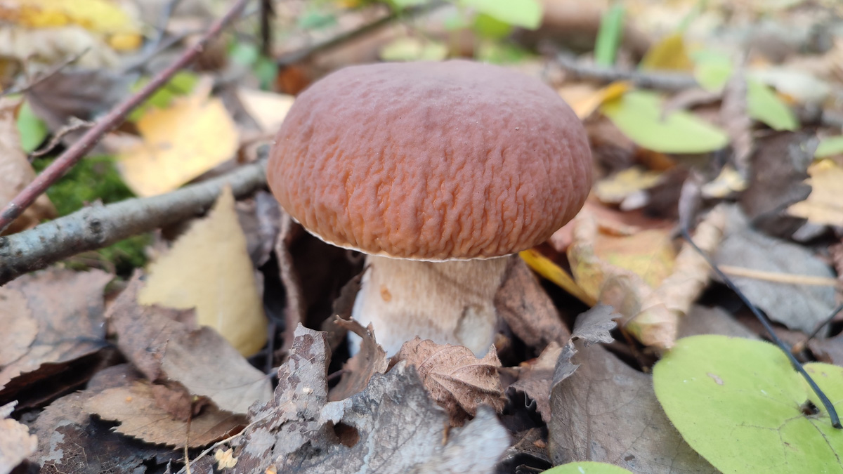 Обратили внимание на то, что в социальных сетях этой осенью грибы на одной из первых позиций? Кто-то просто делится фотографиями переполненных корзин, другие же радуются гигантским находкам, а третьи снимают обычные белые и мухоморы, но так красиво!