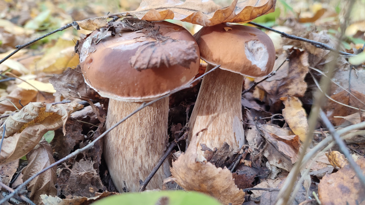 Обратили внимание на то, что в социальных сетях этой осенью грибы на одной из первых позиций? Кто-то просто делится фотографиями переполненных корзин, другие же радуются гигантским находкам, а третьи снимают обычные белые и мухоморы, но так красиво!