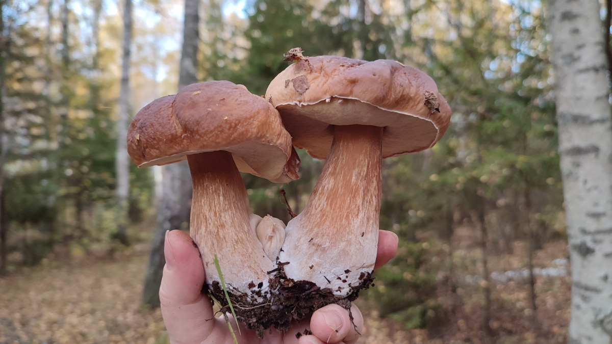 Обратили внимание на то, что в социальных сетях этой осенью грибы на одной из первых позиций? Кто-то просто делится фотографиями переполненных корзин, другие же радуются гигантским находкам, а третьи снимают обычные белые и мухоморы, но так красиво!