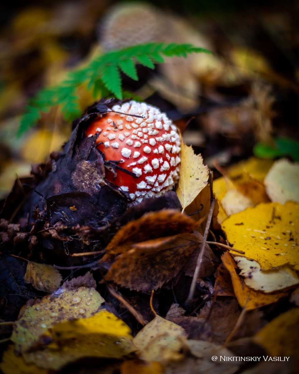 Обратили внимание на то, что в социальных сетях этой осенью грибы на одной из первых позиций? Кто-то просто делится фотографиями переполненных корзин, другие же радуются гигантским находкам, а третьи снимают обычные белые и мухоморы, но так красиво!