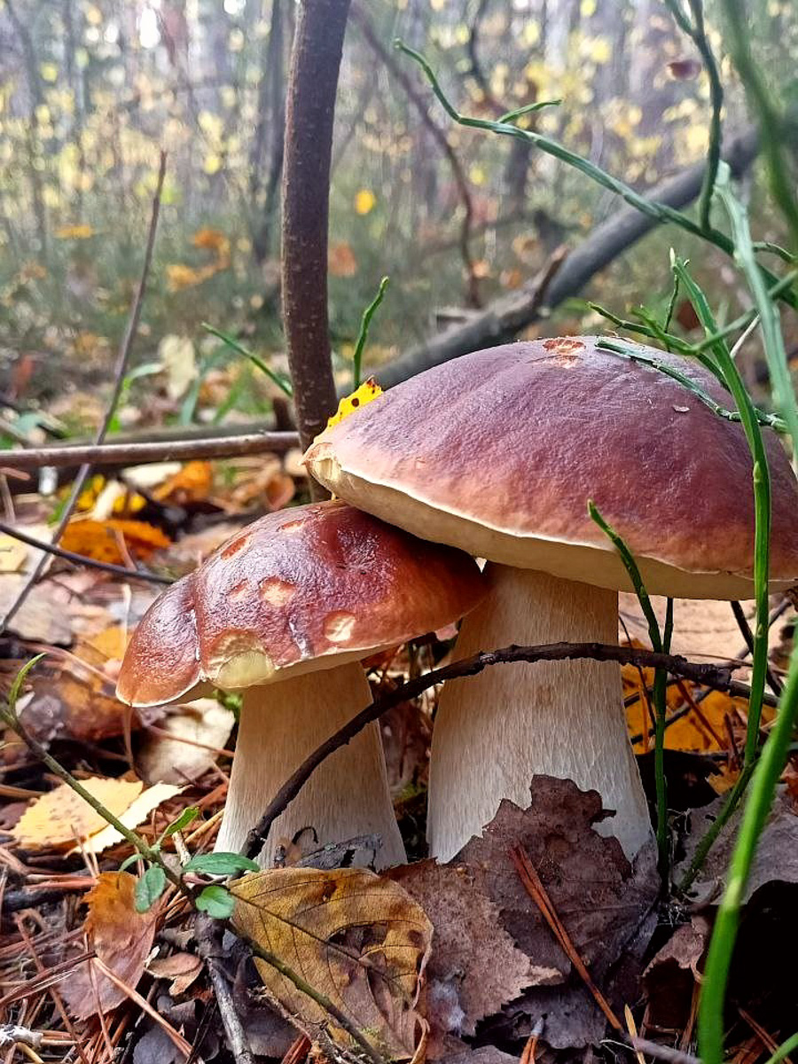 Обратили внимание на то, что в социальных сетях этой осенью грибы на одной из первых позиций? Кто-то просто делится фотографиями переполненных корзин, другие же радуются гигантским находкам, а третьи снимают обычные белые и мухоморы, но так красиво!