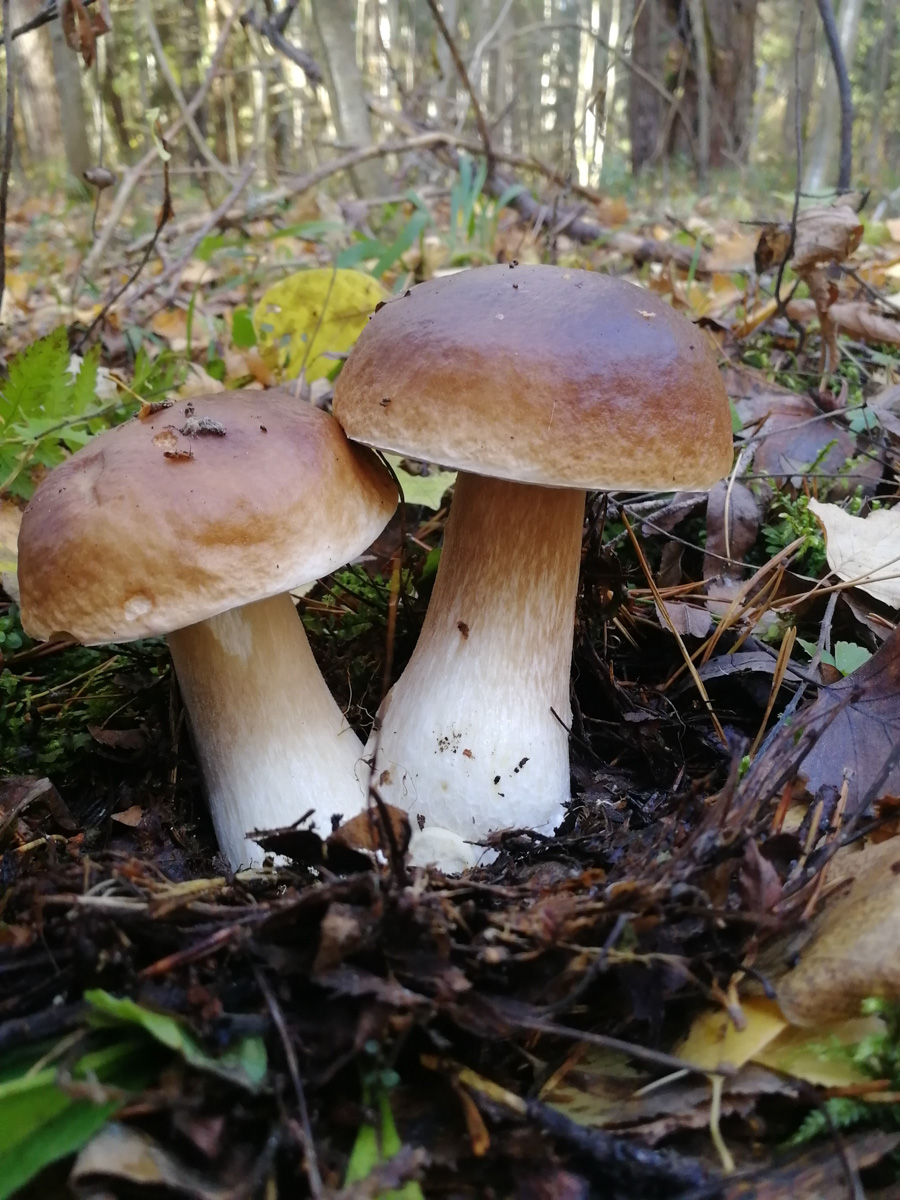 Обратили внимание на то, что в социальных сетях этой осенью грибы на одной из первых позиций? Кто-то просто делится фотографиями переполненных корзин, другие же радуются гигантским находкам, а третьи снимают обычные белые и мухоморы, но так красиво!