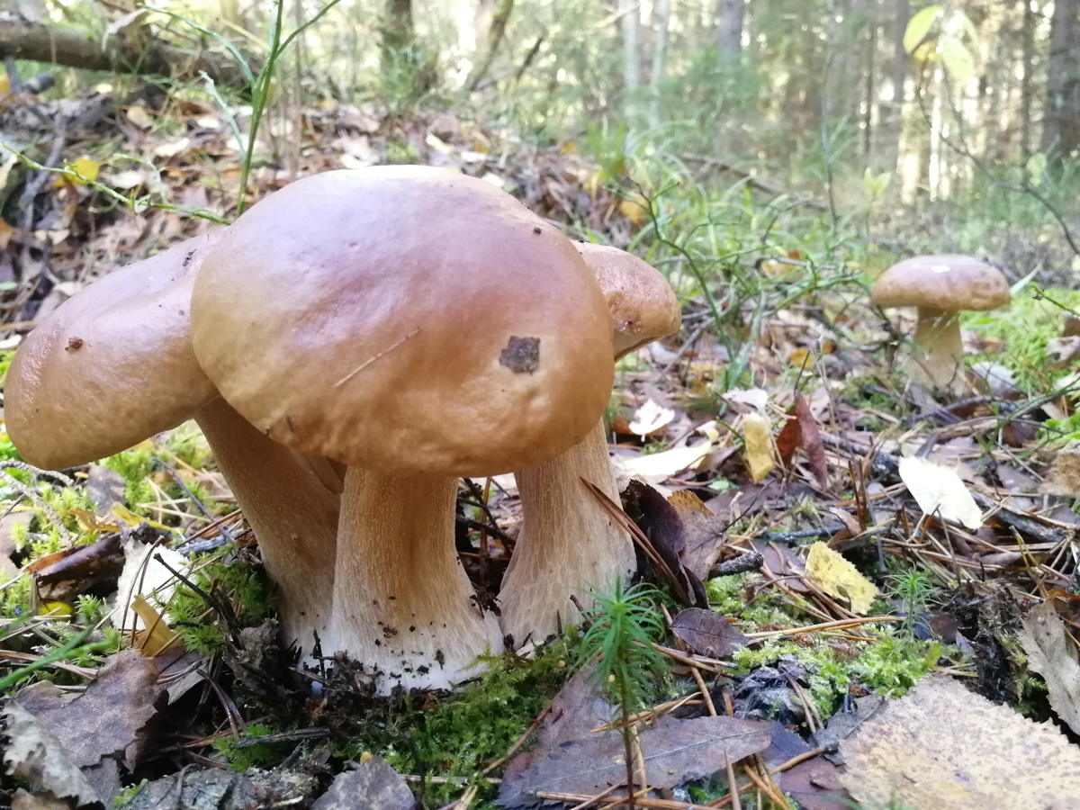 Обратили внимание на то, что в социальных сетях этой осенью грибы на одной из первых позиций? Кто-то просто делится фотографиями переполненных корзин, другие же радуются гигантским находкам, а третьи снимают обычные белые и мухоморы, но так красиво!