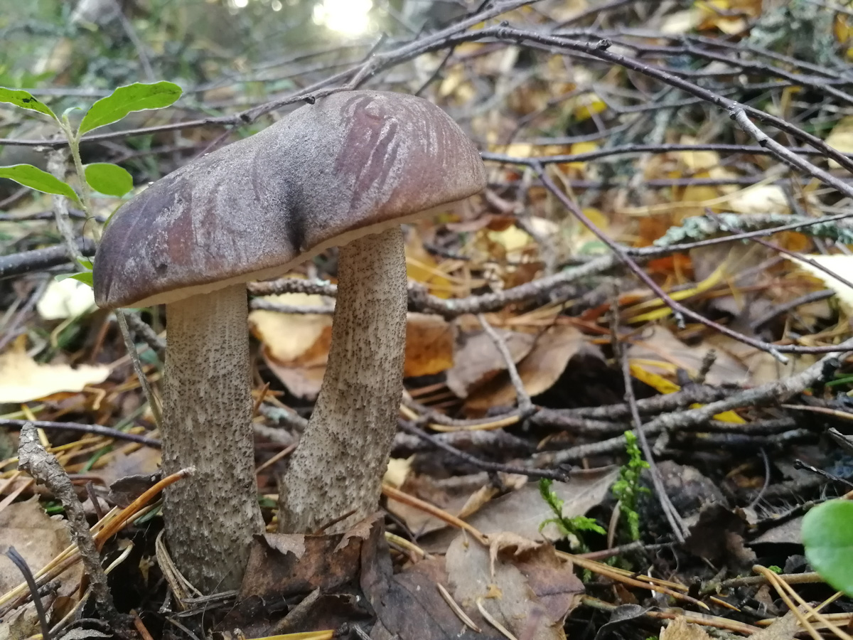 Обратили внимание на то, что в социальных сетях этой осенью грибы на одной из первых позиций? Кто-то просто делится фотографиями переполненных корзин, другие же радуются гигантским находкам, а третьи снимают обычные белые и мухоморы, но так красиво!