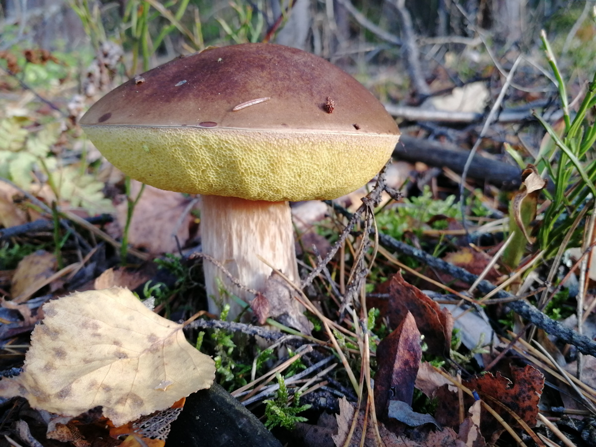 Обратили внимание на то, что в социальных сетях этой осенью грибы на одной из первых позиций? Кто-то просто делится фотографиями переполненных корзин, другие же радуются гигантским находкам, а третьи снимают обычные белые и мухоморы, но так красиво!