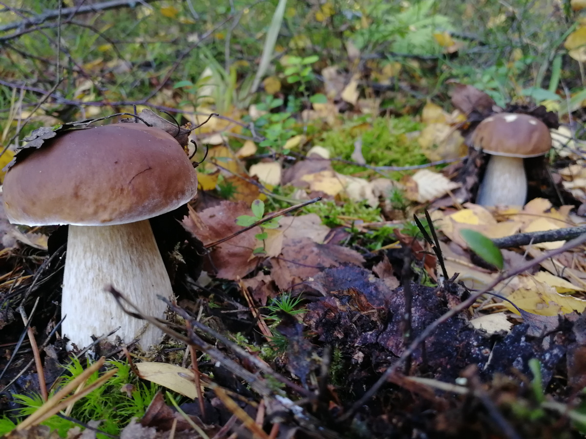 Обратили внимание на то, что в социальных сетях этой осенью грибы на одной из первых позиций? Кто-то просто делится фотографиями переполненных корзин, другие же радуются гигантским находкам, а третьи снимают обычные белые и мухоморы, но так красиво!