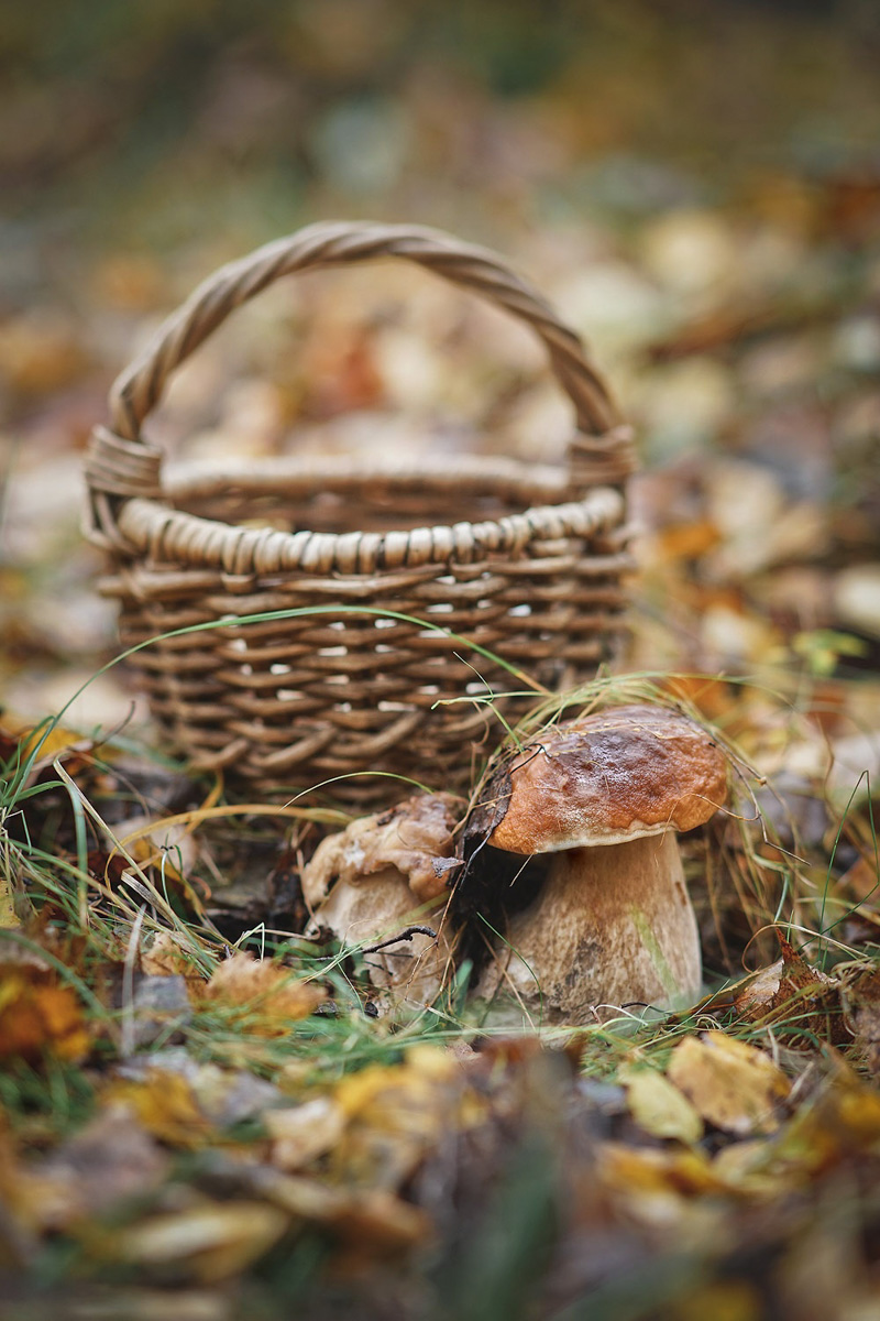 Обратили внимание на то, что в социальных сетях этой осенью грибы на одной из первых позиций? Кто-то просто делится фотографиями переполненных корзин, другие же радуются гигантским находкам, а третьи снимают обычные белые и мухоморы, но так красиво!