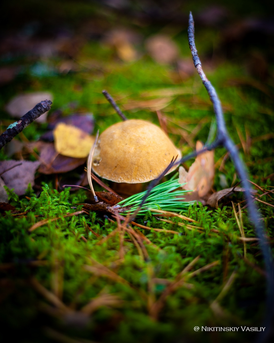 Обратили внимание на то, что в социальных сетях этой осенью грибы на одной из первых позиций? Кто-то просто делится фотографиями переполненных корзин, другие же радуются гигантским находкам, а третьи снимают обычные белые и мухоморы, но так красиво!