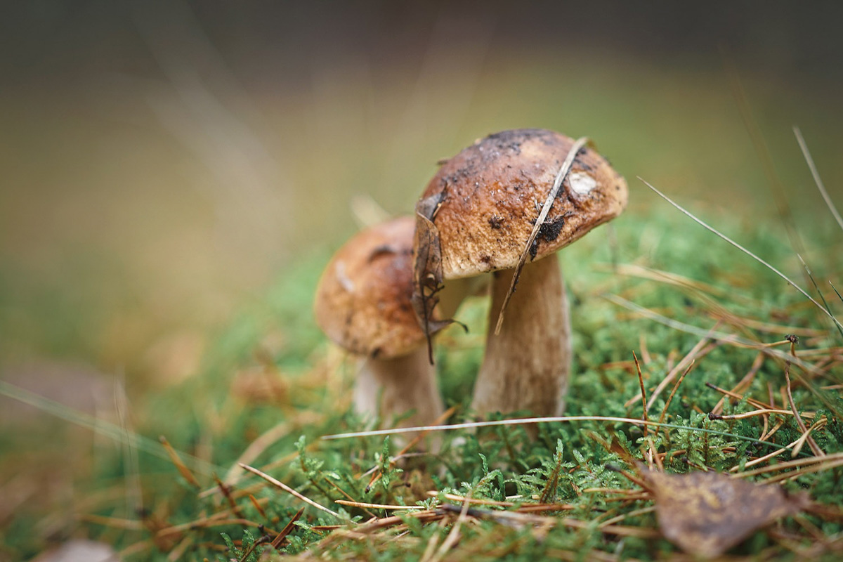 Обратили внимание на то, что в социальных сетях этой осенью грибы на одной из первых позиций? Кто-то просто делится фотографиями переполненных корзин, другие же радуются гигантским находкам, а третьи снимают обычные белые и мухоморы, но так красиво!