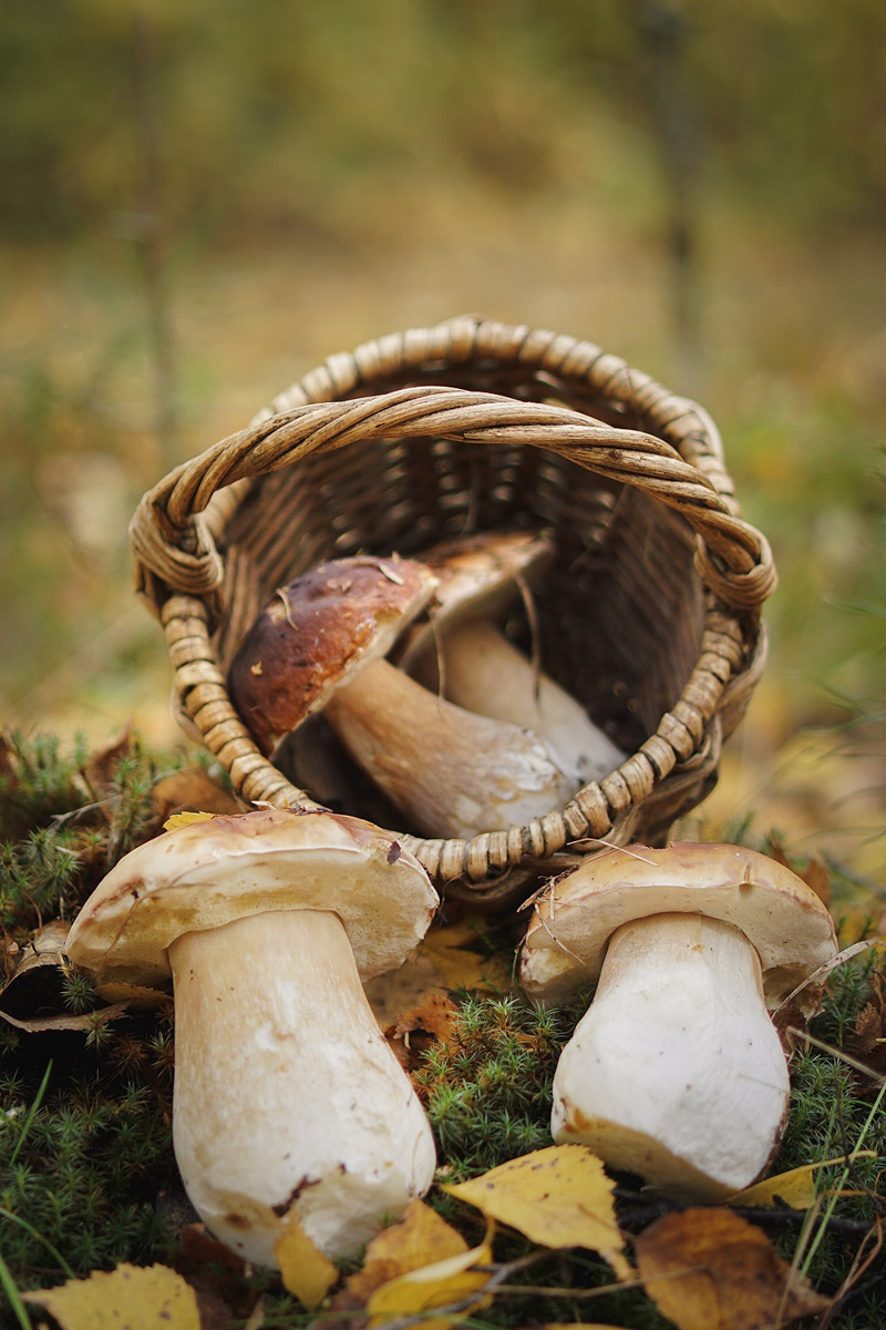Обратили внимание на то, что в социальных сетях этой осенью грибы на одной из первых позиций? Кто-то просто делится фотографиями переполненных корзин, другие же радуются гигантским находкам, а третьи снимают обычные белые и мухоморы, но так красиво!
