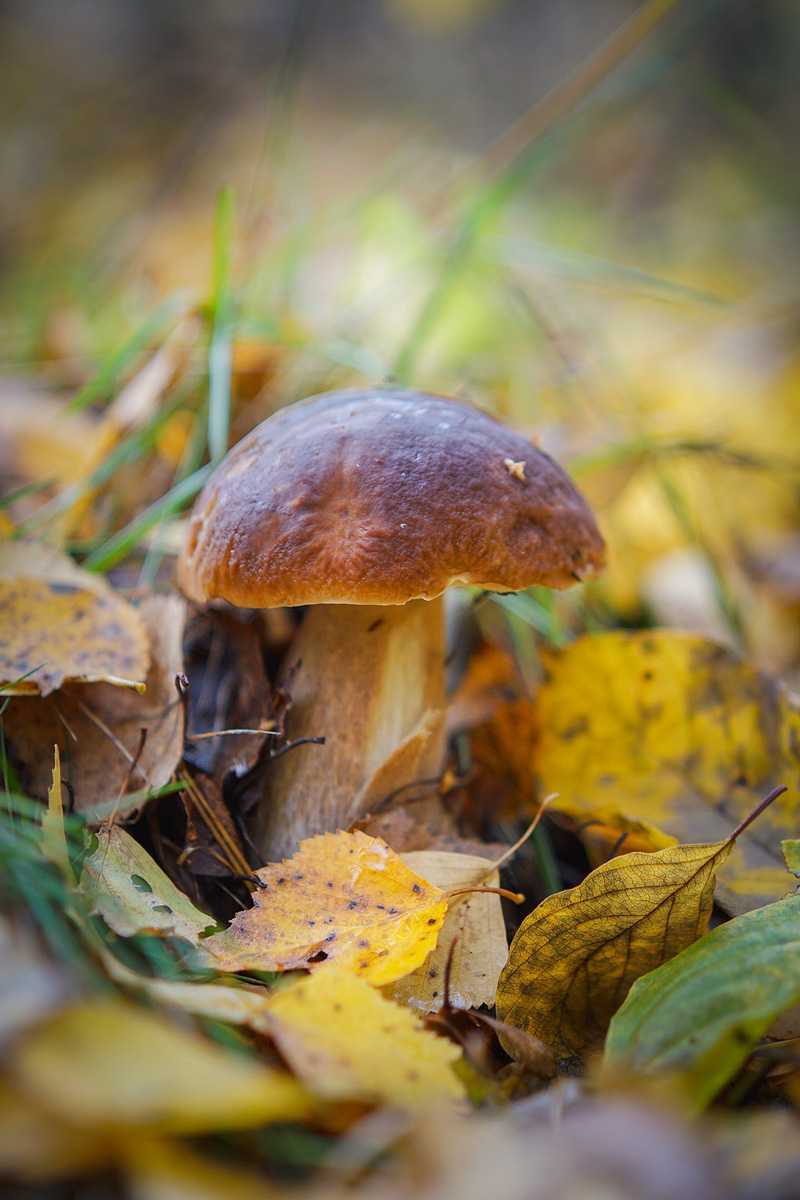 Обратили внимание на то, что в социальных сетях этой осенью грибы на одной из первых позиций? Кто-то просто делится фотографиями переполненных корзин, другие же радуются гигантским находкам, а третьи снимают обычные белые и мухоморы, но так красиво!