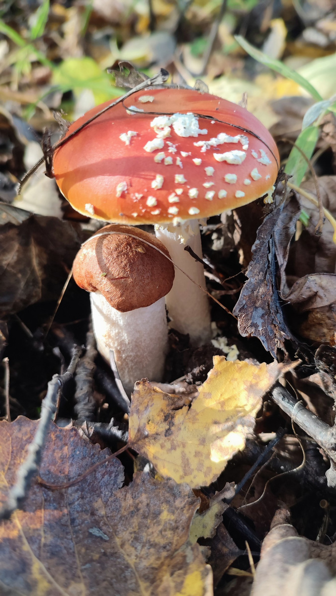 Обратили внимание на то, что в социальных сетях этой осенью грибы на одной из первых позиций? Кто-то просто делится фотографиями переполненных корзин, другие же радуются гигантским находкам, а третьи снимают обычные белые и мухоморы, но так красиво!