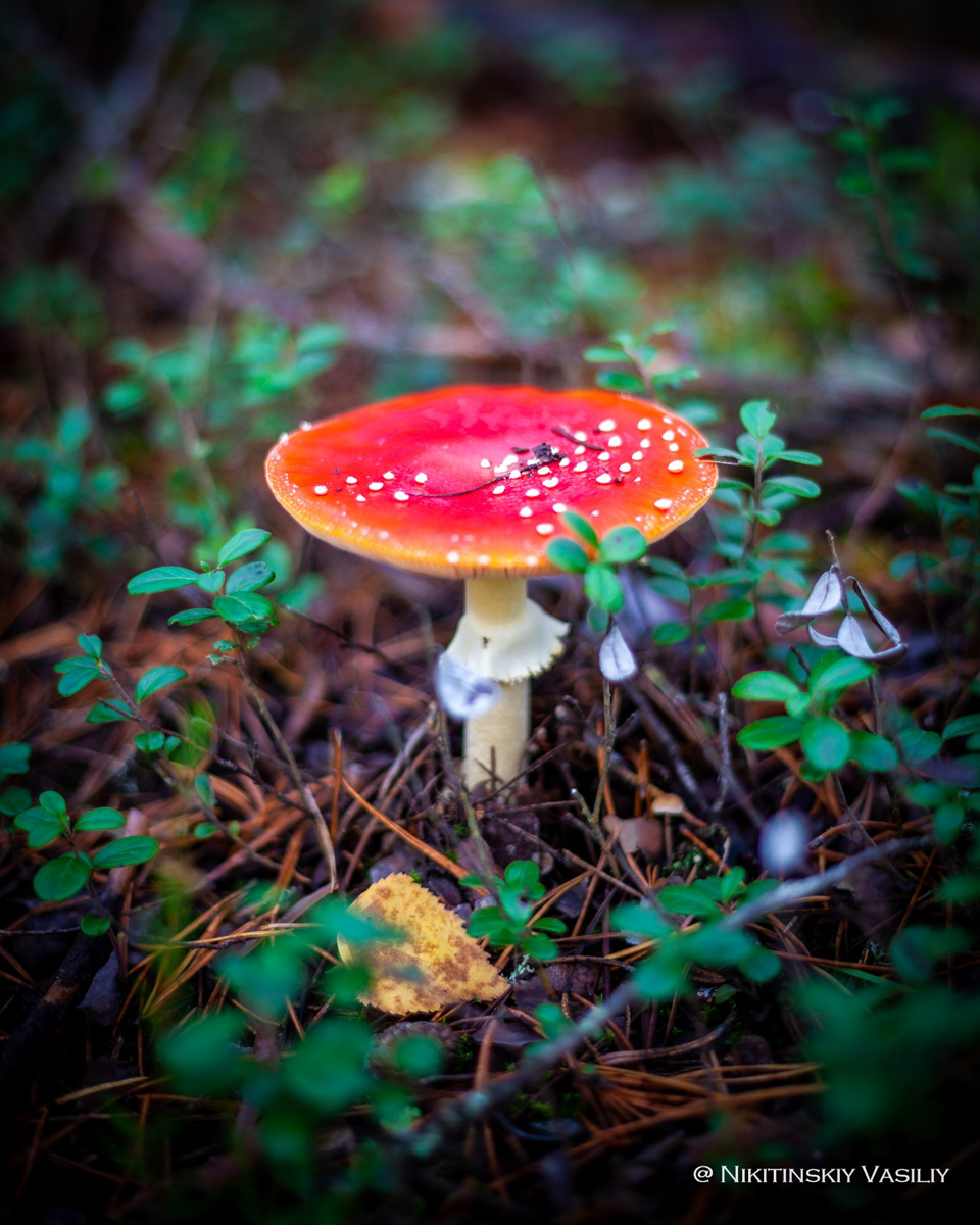 Обратили внимание на то, что в социальных сетях этой осенью грибы на одной из первых позиций? Кто-то просто делится фотографиями переполненных корзин, другие же радуются гигантским находкам, а третьи снимают обычные белые и мухоморы, но так красиво!