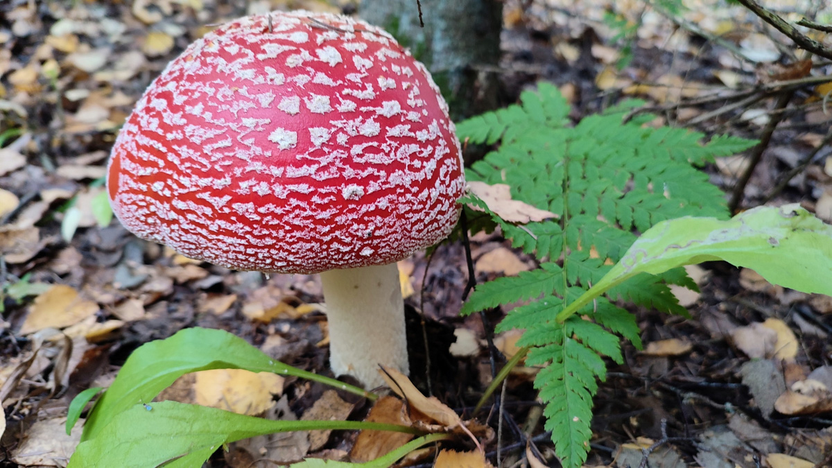 Обратили внимание на то, что в социальных сетях этой осенью грибы на одной из первых позиций? Кто-то просто делится фотографиями переполненных корзин, другие же радуются гигантским находкам, а третьи снимают обычные белые и мухоморы, но так красиво!