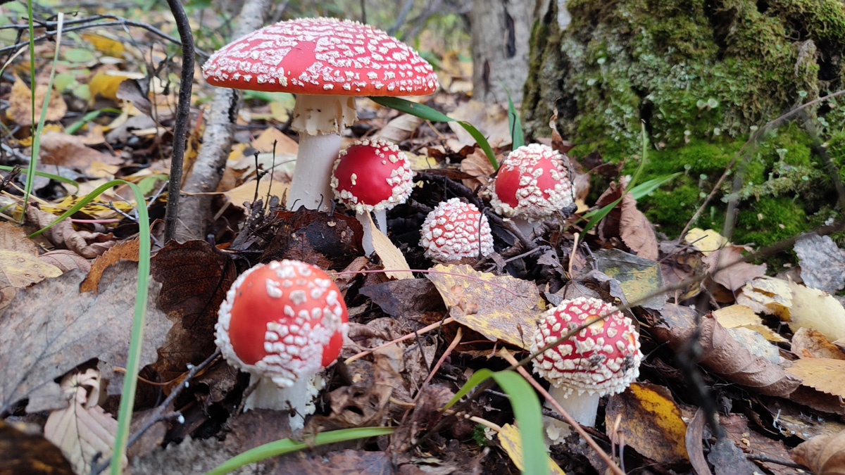 Обратили внимание на то, что в социальных сетях этой осенью грибы на одной из первых позиций? Кто-то просто делится фотографиями переполненных корзин, другие же радуются гигантским находкам, а третьи снимают обычные белые и мухоморы, но так красиво!