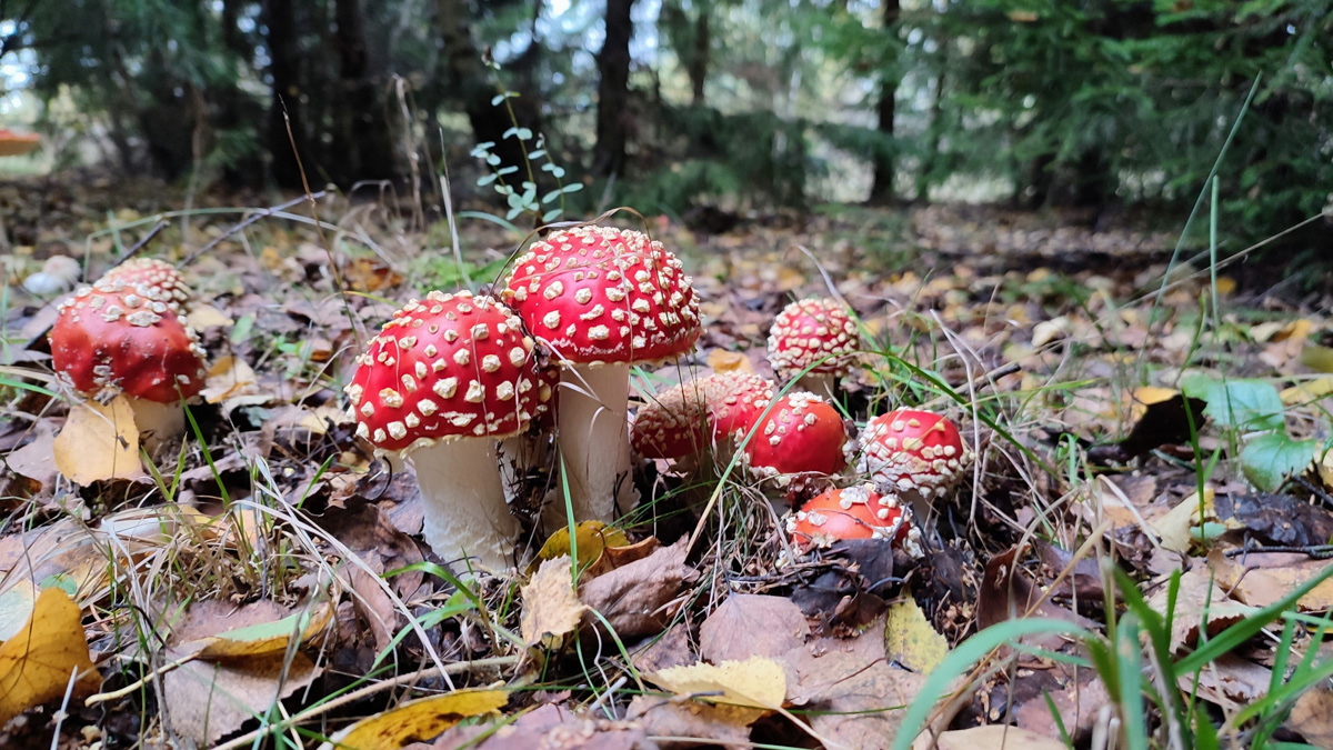 Обратили внимание на то, что в социальных сетях этой осенью грибы на одной из первых позиций? Кто-то просто делится фотографиями переполненных корзин, другие же радуются гигантским находкам, а третьи снимают обычные белые и мухоморы, но так красиво!